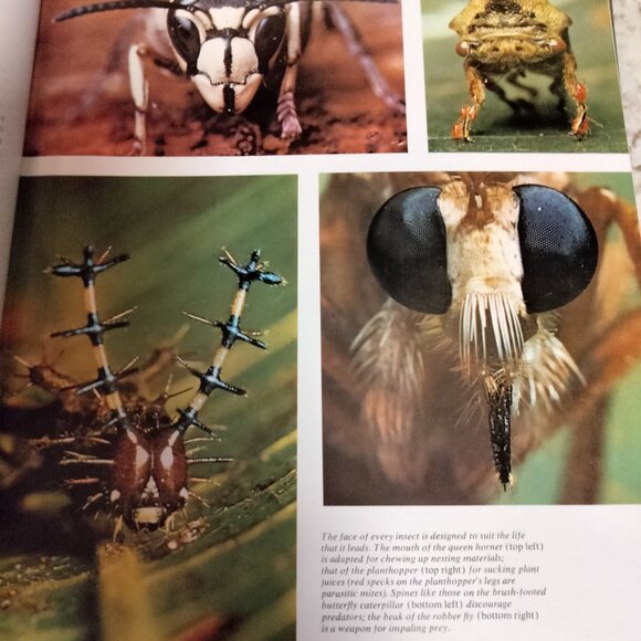 Reader's Digest Our Amazing World of Nature Book  1969 - Picture 5 of 7